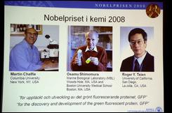 منح جائزة نوبل للكيمياء 2008 الى اميركيين اثنين وياباني