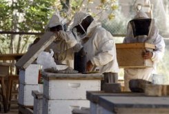 العمليات العسكرية والتوتر الامني وراء تدهور صناعة العسل في العراق