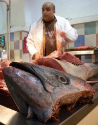 تربية سمك التونة الاحمر في مزارع يابانية لمنع انقراضه