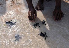 مئات السلاحف البحرية تقصد سنويا شاطىء لبنان الجنوبي لوضع بيوضها