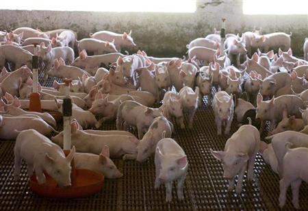 مصر تبدأ ذبح الخنازير السبت وخط ساخن للإبلاغ عن الإصابات المحتملة 