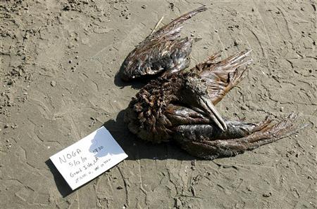 نفوق أكثر من 300 طائر بسبب التسرب النفطي في خليج المكسيك..