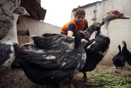القليوبية: إعدام 5 آلاف دجاجة لإصابتها بمرض أنفلونزا الطيور